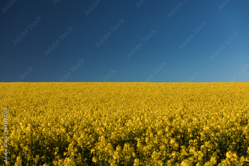 Rapsfeld am Horizont zum blauen, klaren Himmel