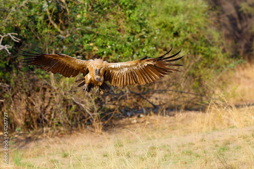 A white-backed vulture  Gyps africanus  em flying through a dense vegetation. African vulture flying to prey.Untypical photo of a flying African vulture.
