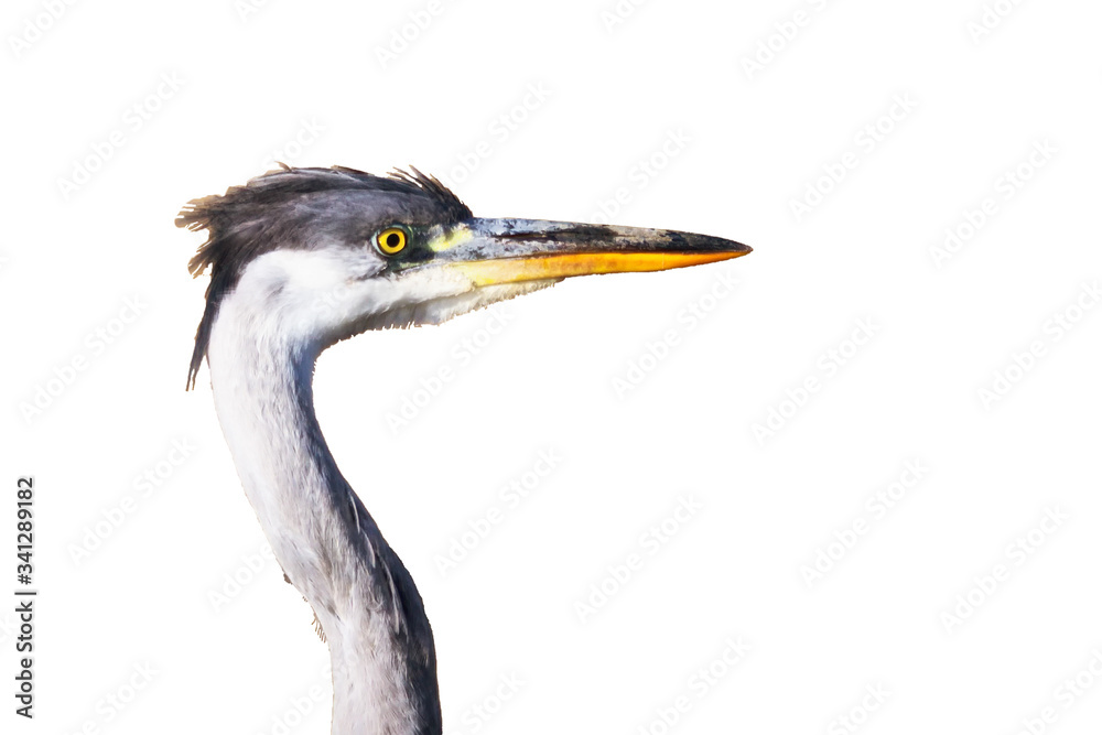 Portrait of a gray heron. White background. Portrait of a gray heron. White background.