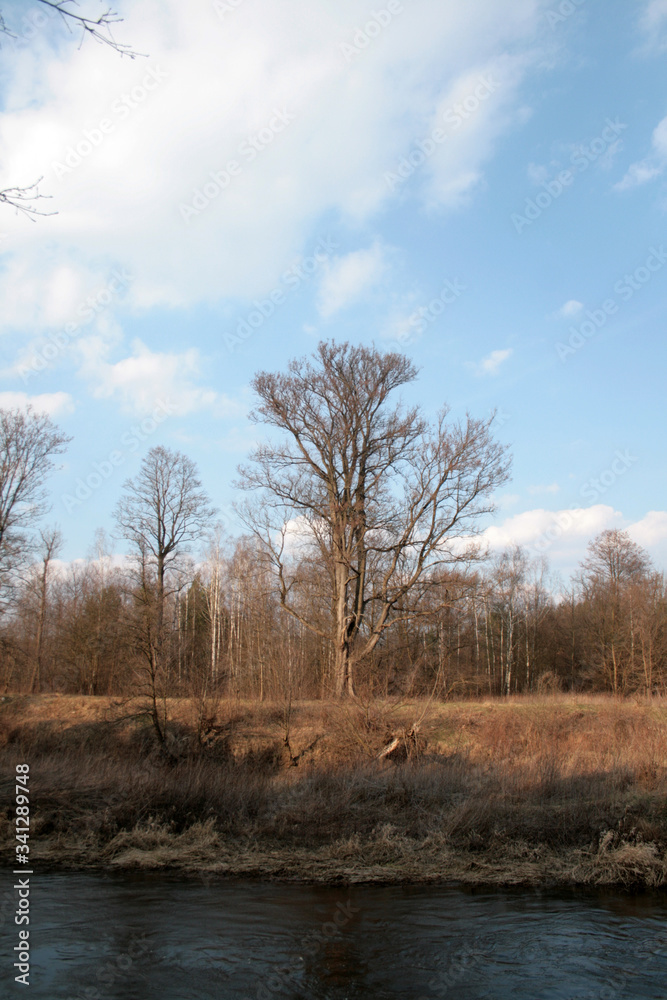 beautiful forest and beautiful forest paths
beautiful forest and beautiful forest paths