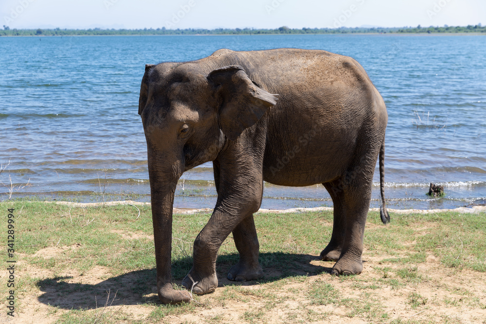 Fototapeta premium Close up of elephant eating in a Udawalawe National Park of Sri Lanka