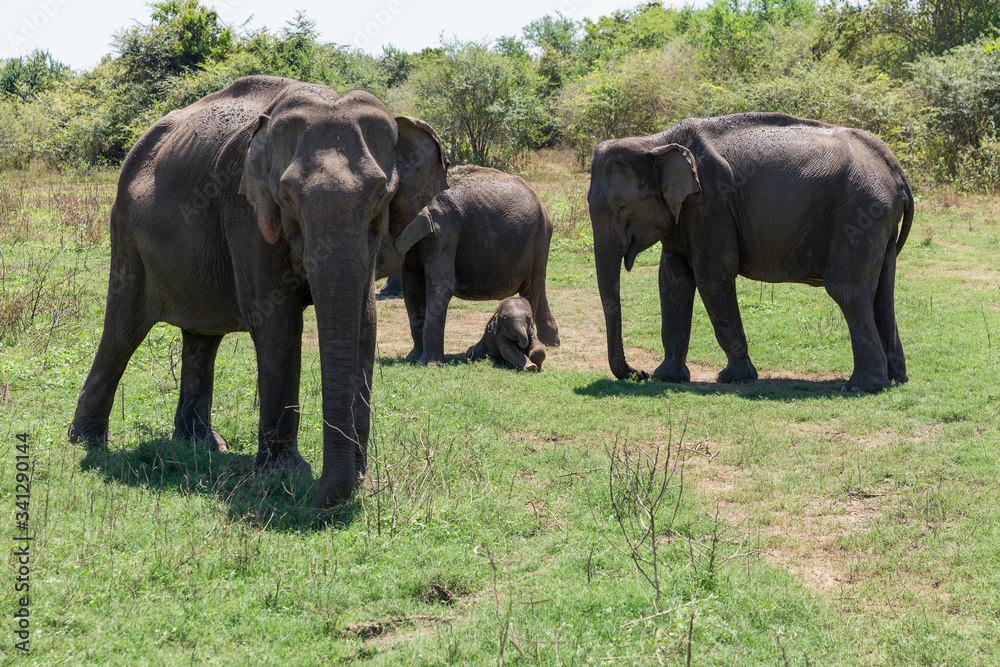 Fototapeta premium Close up of elephant family with a newborn baby elephant in a National Park of Sri Lanka