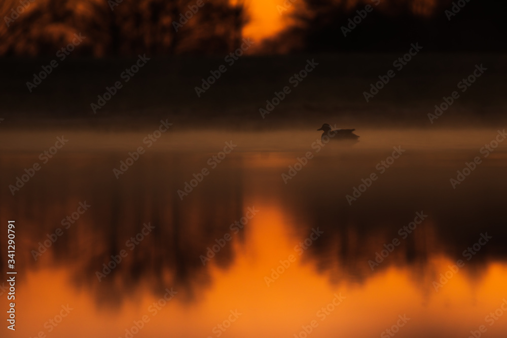 Silhouette look on the ducks in the lake water during the sunrise.
