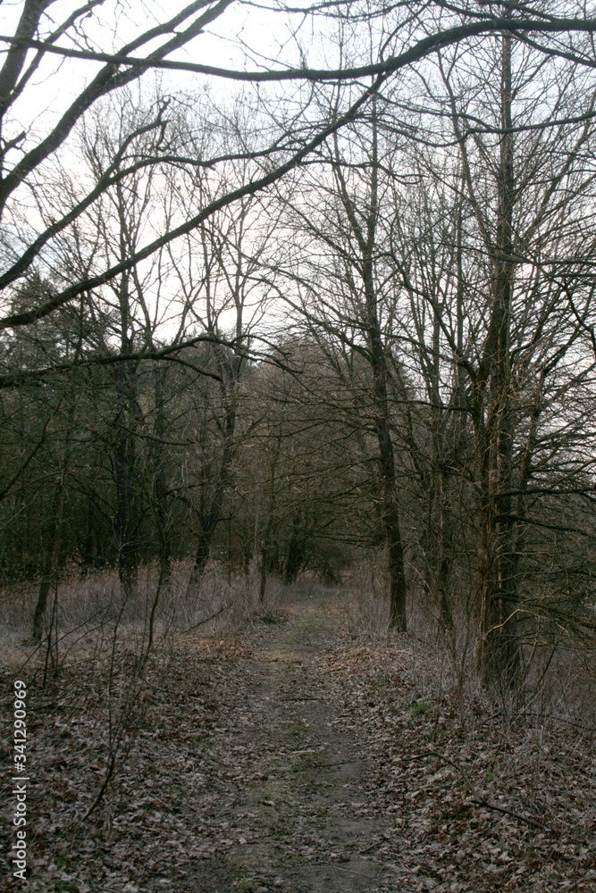 beautiful forest and beautiful forest paths
beautiful forest and beautiful forest paths