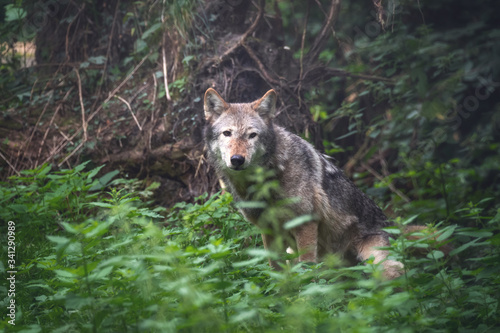 Mackenzie Valley wolf in in forest undergrowth