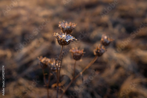 Thin grass. Warm light, blurred background. Field plant