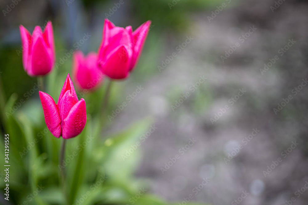 Tulipan Tulipan