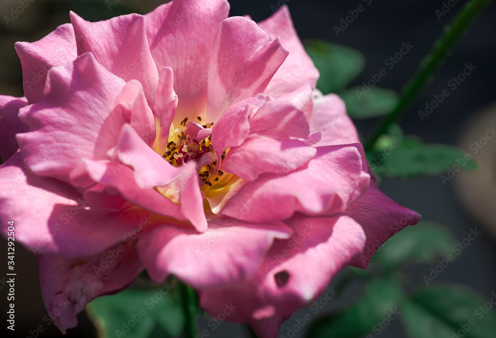 Image of Old Blush Climber China rose in the garden. A rose garden or rosarium is a garden or park. Image of Old Blush Climber China rose in the garden. A rose garden or rosarium is a garden or park.
