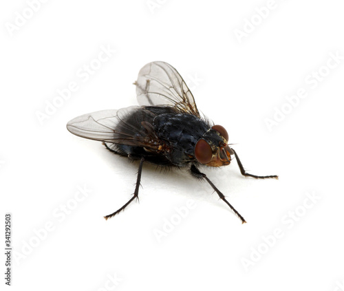 fly isolated on a white © Alekss