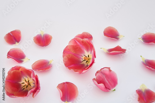 pink tulips and petals scattered on white background