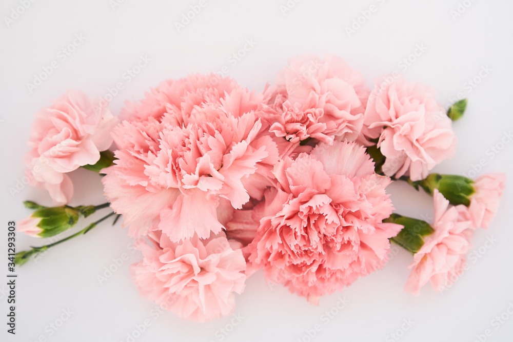 top view of pink carnations on white background