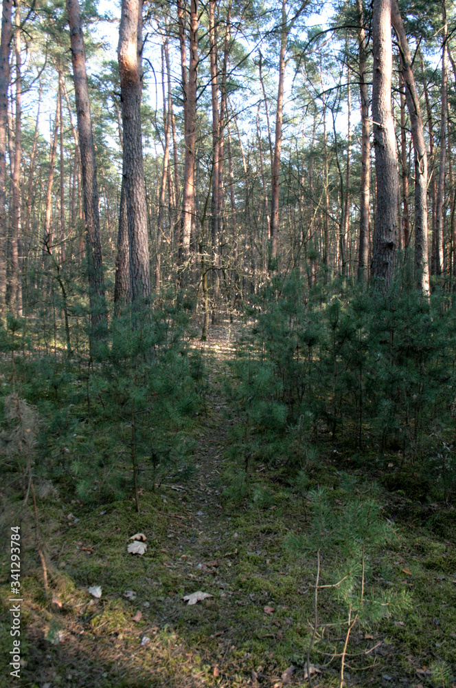 Obraz premium beautiful forest and beautiful forest paths