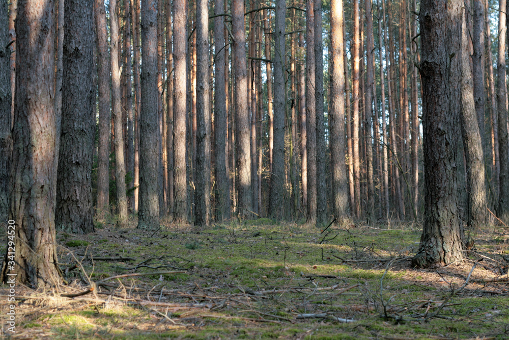 Obraz premium beautiful forest and beautiful forest paths