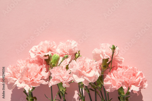 Obraz na plátně top view of blooming carnations on pink background