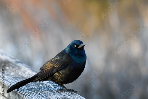 Beautiful shot of a grackle bird on the wooden log in the forest