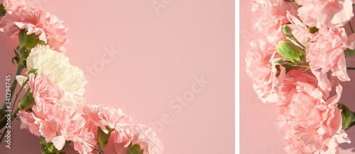 collage of blooming carnations on pink background photo