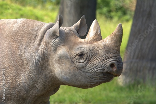 black rhino close up picture
