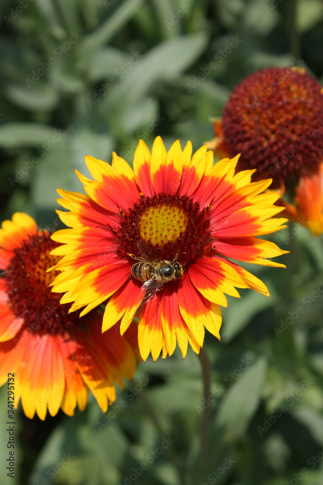 Gaillardia flowers with bee in the garden Gaillardia flowers with bee in the garden