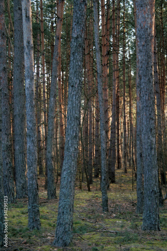 Fototapeta Naklejka Na Ścianę i Meble -  
beautiful forest and beautiful forest paths