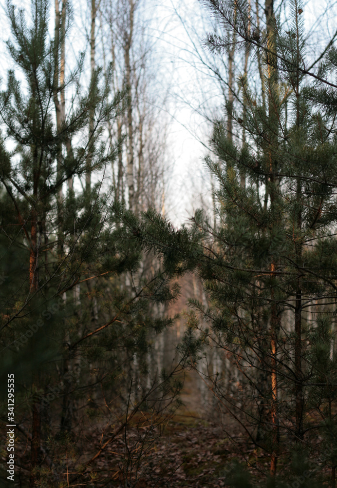 Fototapeta premium beautiful forest and beautiful forest paths