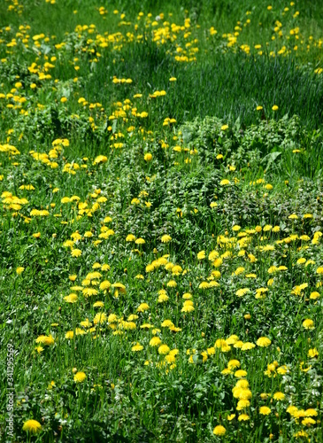 Unberührte Wildblumenwiese mit gelben Löwenzahnblüten im Sonnenschein