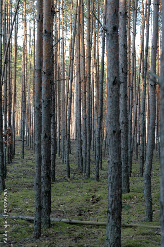 Fototapeta premium beautiful forest and beautiful forest paths
