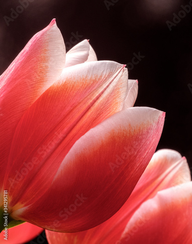 Pink Tulip 11