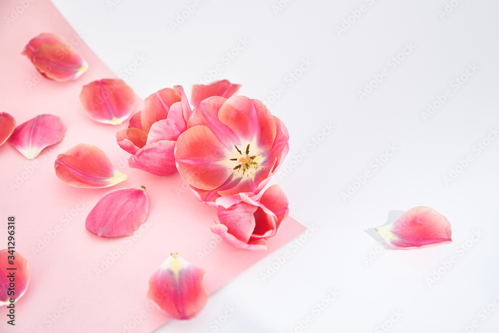 Tulips and petals scattered on pink and white background Tulips and petals scattered on pink and white background