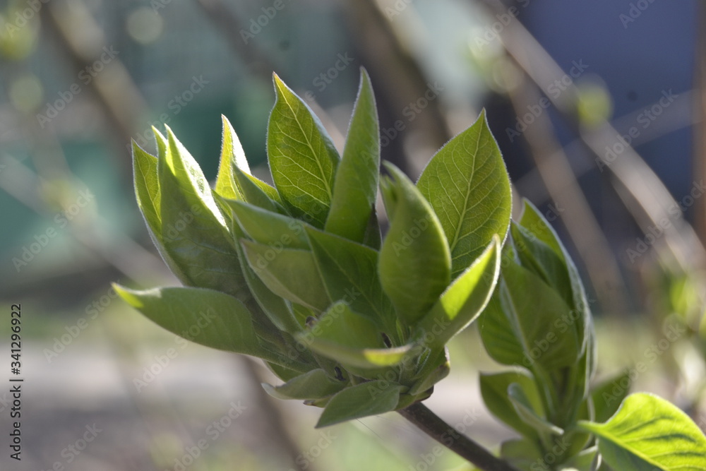green leaves on a tree green leaves on a tree