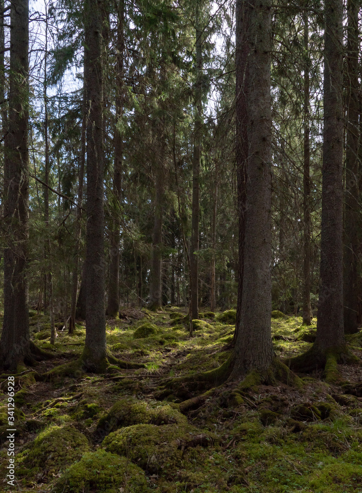 Fototapeta premium Tree forest landscape. Forest therapy and stress relief. Farnebofjarden national park in Sweden.
