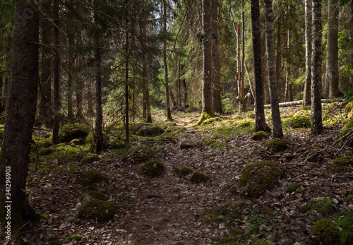 Tree forest landscape. Forest therapy and stress relief. Farnebofjarden national park in Sweden. © Conny Sjostrom