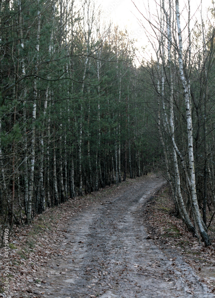 Fototapeta premium beautiful forest and beautiful forest paths