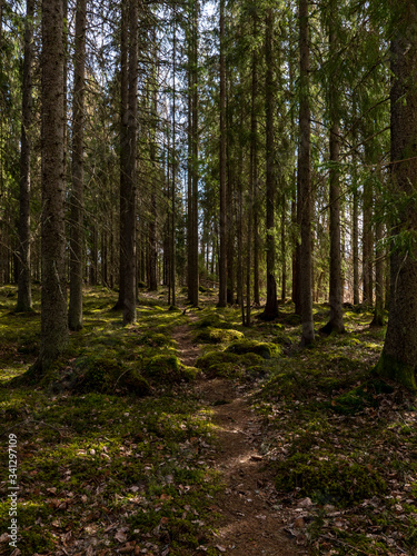 Tree forest landscape. Forest therapy and stress relief. Farnebofjarden national park in Sweden.