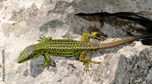 Iberische Gebirgseidechse / Iberian rock lizard  (Iberolacerta monticola cantabrica), Männchen / male - Covadonga, Spanien/ Spain photo