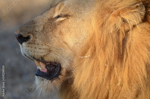 Fototapeta Naklejka Na Ścianę i Meble -  African male lion sitting in the sun