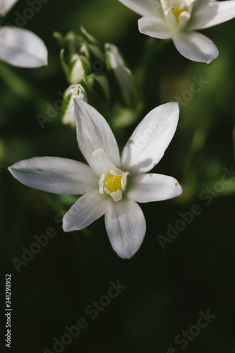 white flower on green background © eigenthick