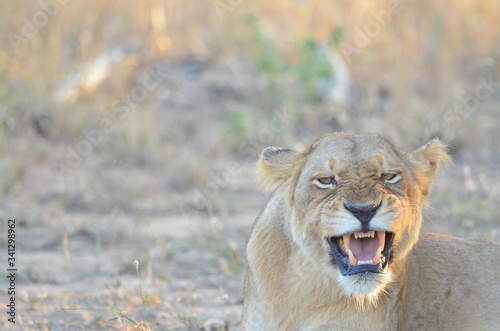Lion showing teeth while protecting her cubs 