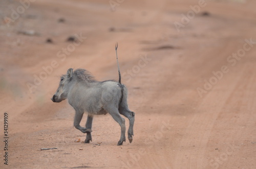 Warthog piglet running across the road 