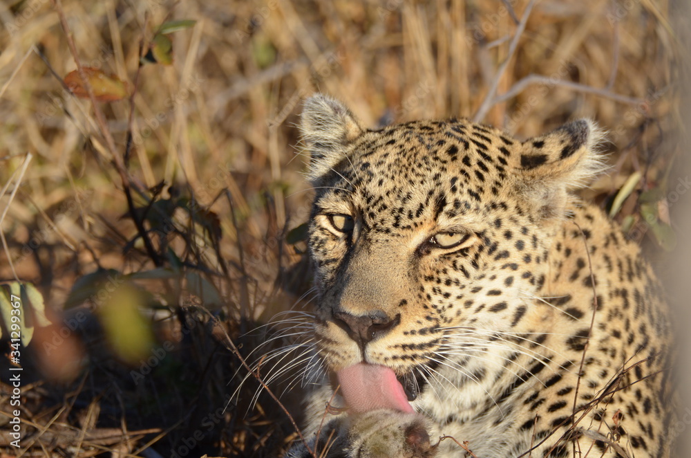 Fototapeta premium Leopard washing up after a meal 