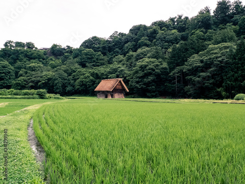 Rice field