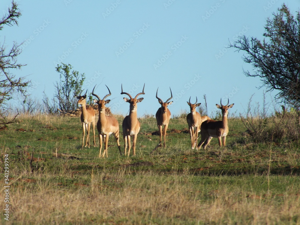 Herd of Impala walking down the hill Herd of Impala walking down the hill