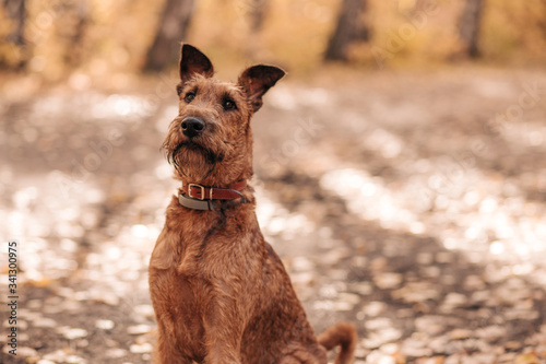 Konstfotografi irish terrier walk in the autumn forest