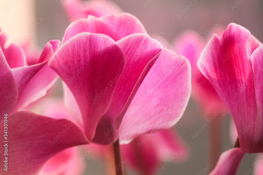 Close up of pink cyclamen flower