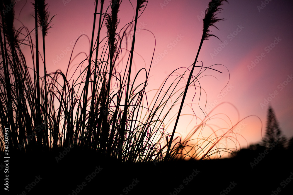 dried grass on sunset sky background