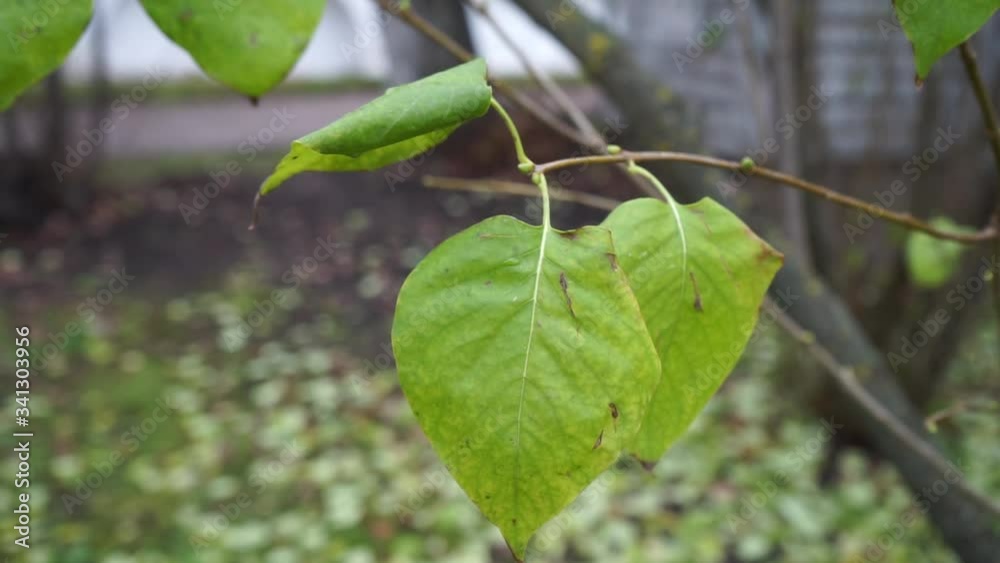 a single green leaf on a branch in autumn a single green leaf on a branch in autumn