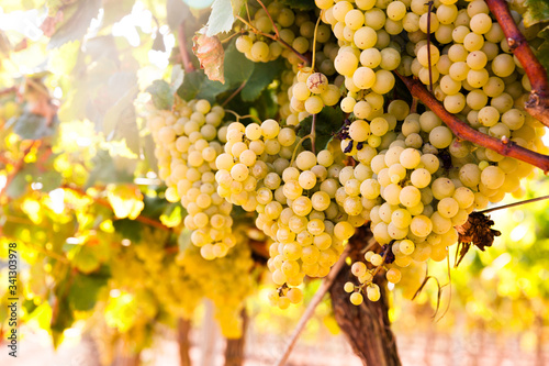 Foto Ripe bunches of green grapes hanging
