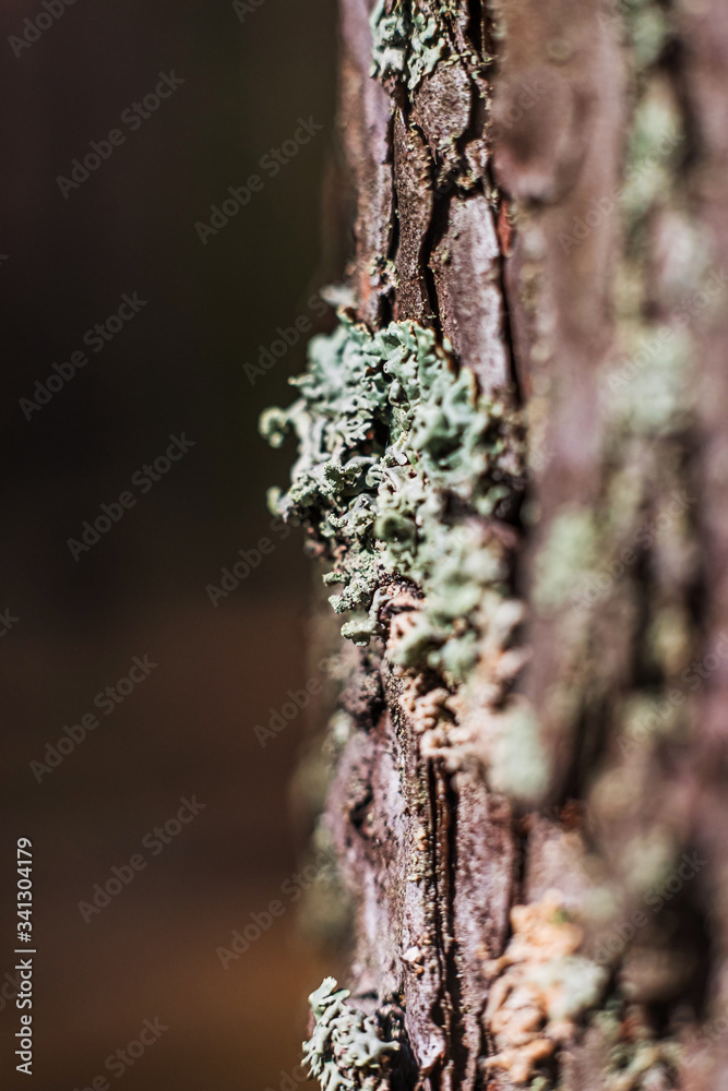 Mossy fallen tree trunk green Mossy fallen tree trunk green
