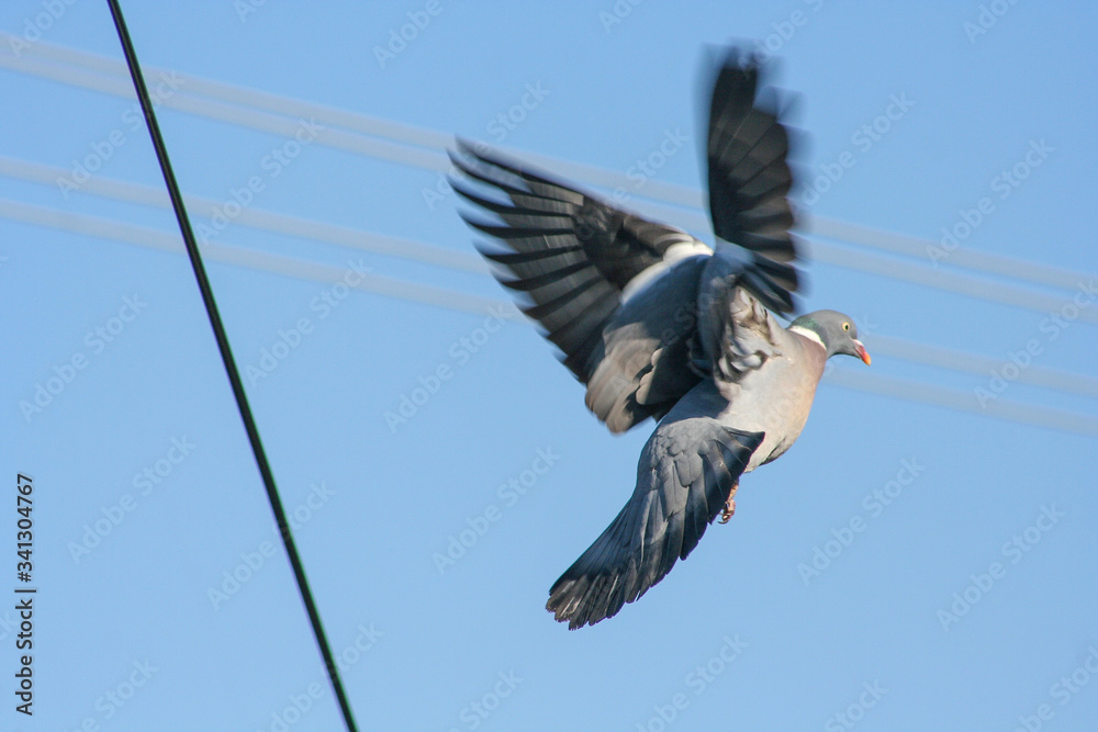 Pigeon in flight with wings spread from the side. Blurry wings that are moving. Pigeon in flight with wings spread from the side. Blurry wings that are moving.