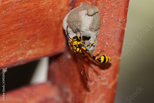 Schlammwespe beim Nestbau - Sri Lanka
