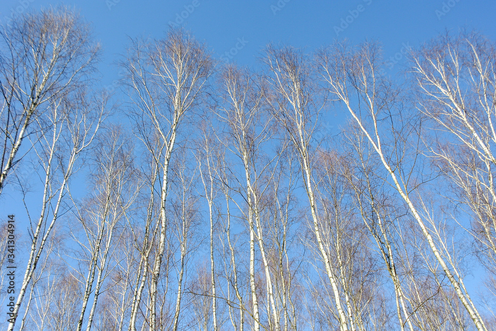 Spring background. Birch trees in the forest against the blue sky. Bottom up view Spring background. Birch trees in the forest against the blue sky. Bottom up view